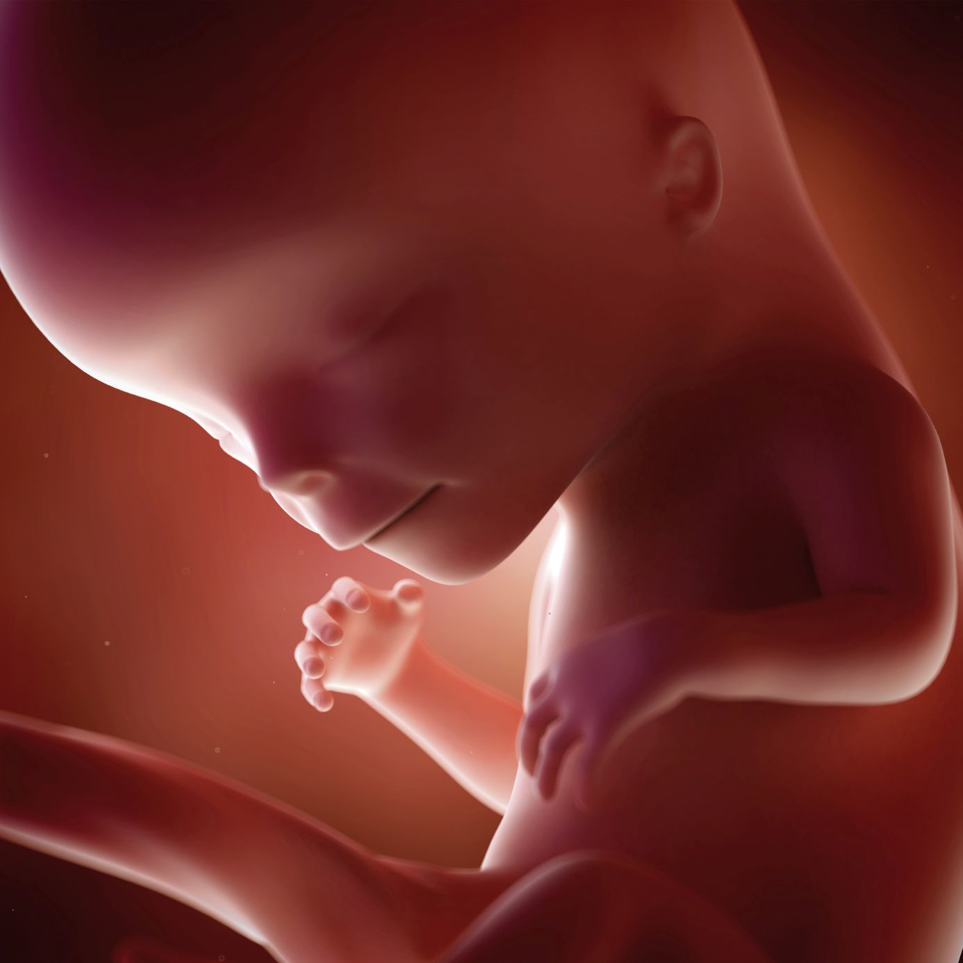 fetus 12 weeks