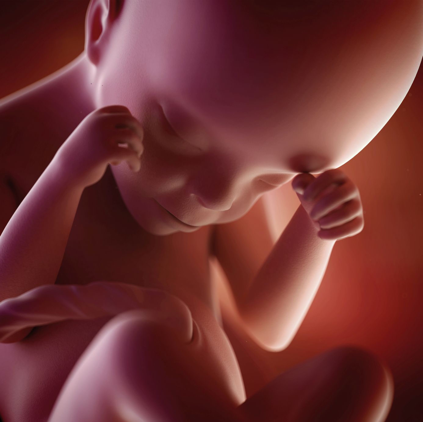 fetus 24 weeks