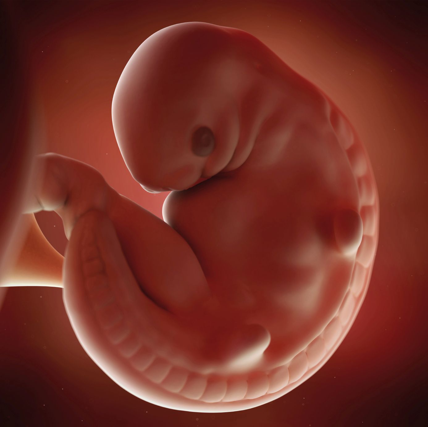 Fetal Development — Middlesex London Health Unit
